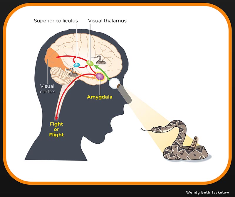 A amígdala é o centro do medo no cérebro? Seu descobridor diz que não ...
